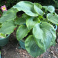 Wu Hoo Hosta Plants online shopping