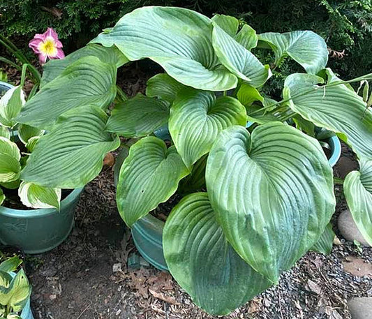 Wu Hoo Hosta Plants online shopping