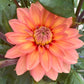 Nicholas Dahlia Plants online shopping