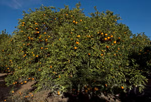 Pineapple Sweet Orange Seed citrus plant material online shopping