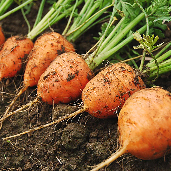 Paris Market Carrot
