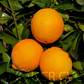 Fisher Navel Orange Budwood citrus plant material online shopping