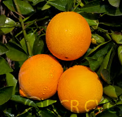 Fisher Navel Orange Budwood citrus plant material online shopping