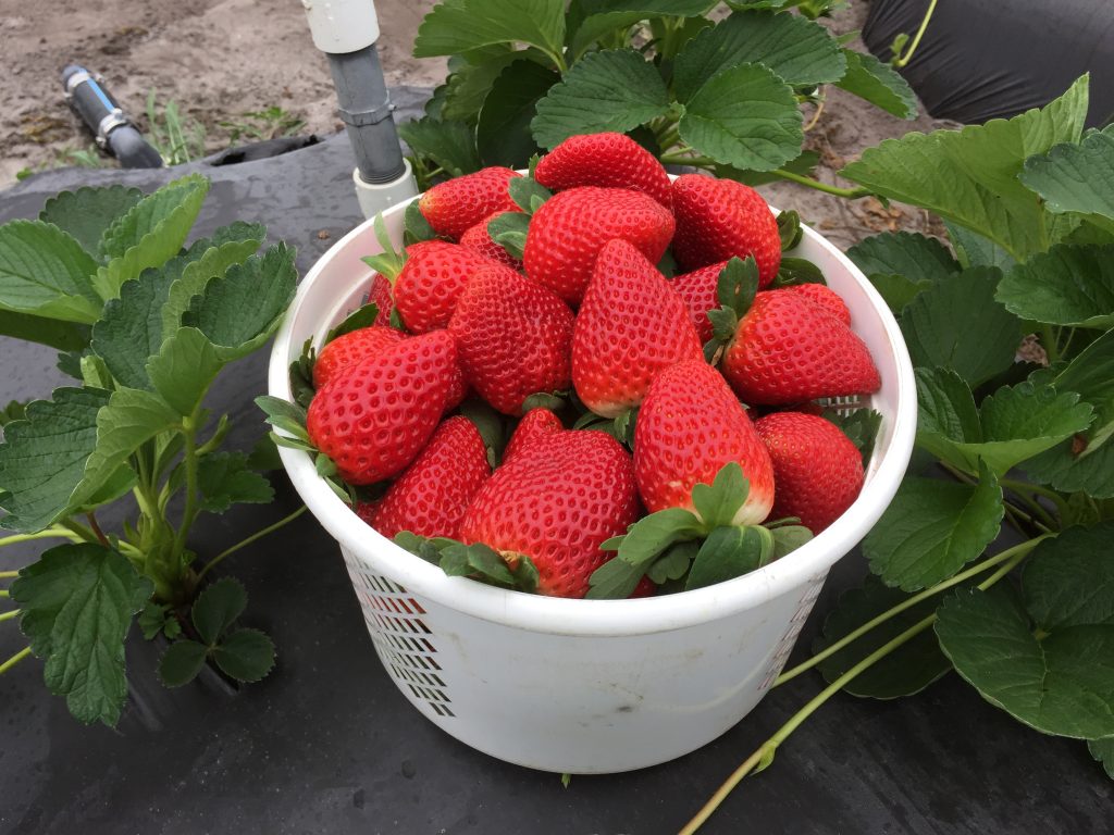 Florida Brilliance™ Short Day Strawberry