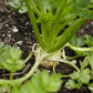 Brilliant Celeriac
