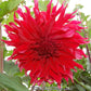 Envy Dahlia Plants online shopping