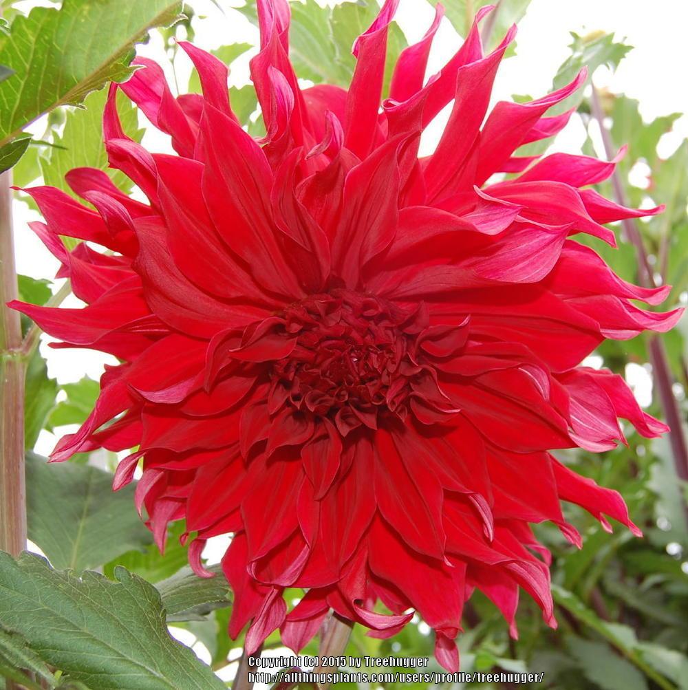 Envy Dahlia Plants online shopping