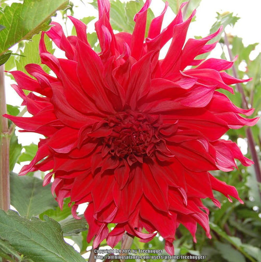 Envy Dahlia