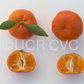 Tieu Mandarin Budwood citrus plant material online shopping
