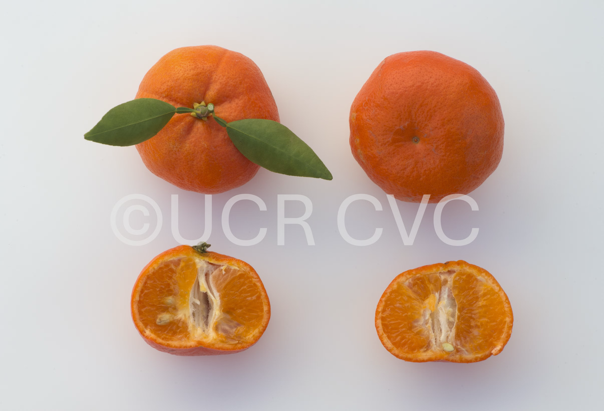 Tieu Mandarin Budwood citrus plant material online shopping