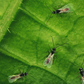 Aphiscout Parasitic Wasp Mix