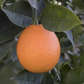 Pehrson #4 Valencia Orange Budwood citrus plant material online shopping