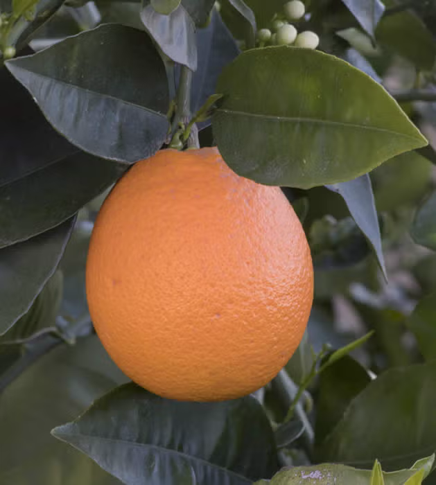 Pehrson #4 Valencia Orange Budwood citrus plant material online shopping