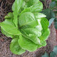 Parris Island Lettuce