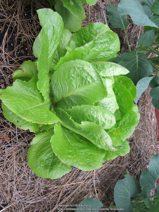 Parris Island Lettuce Seeds online shopping