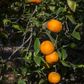 Suenkat Mandarin Seed citrus plant material online shopping
