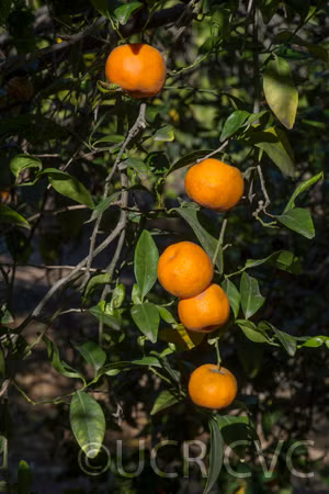 Suenkat Mandarin Seed