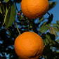 Borneo Red Rangpur Lime Budwood citrus plant material online shopping