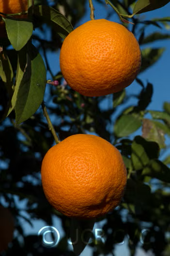 Borneo Red Rangpur Lime Budwood citrus plant material online shopping
