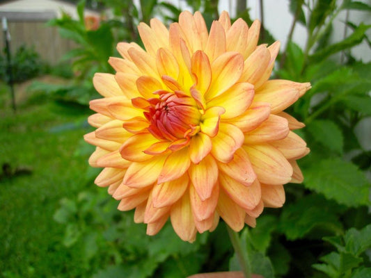 Gabrielle Marie Dahlia