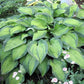 Lunar Orbit Hosta Plants online shopping