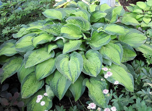 Lunar Orbit Hosta Plants online shopping