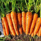 Caravel F1 Carrot
