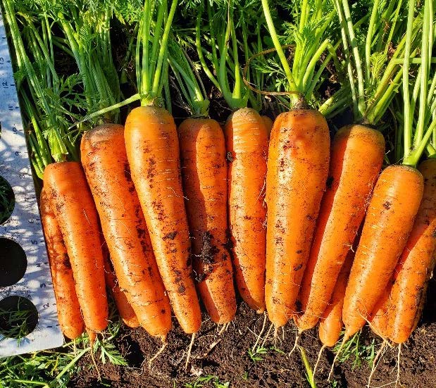 Caravel F1 Carrot
