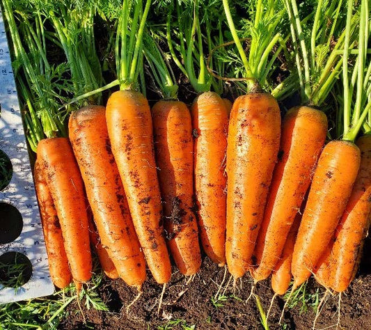 Caravel F1 Carrot Seeds online shopping