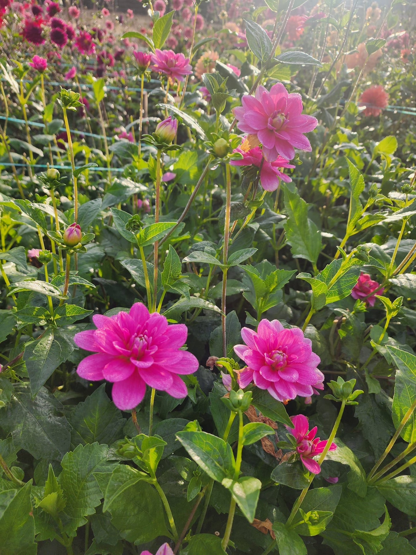 Cutie Patootie Dahlia