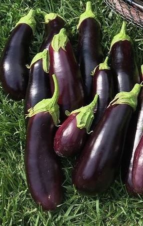 Diamond Aubergine