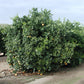 Palmer Navel Orange Budwood citrus plant material online shopping
