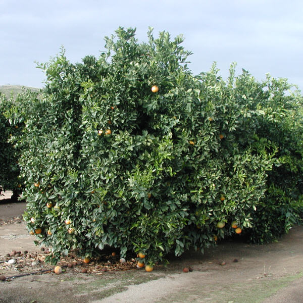 Palmer Navel Orange Budwood citrus plant material online shopping