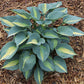 Magic Island Hosta Plants online shopping