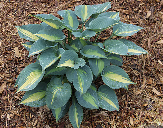 Magic Island Hosta Plants online shopping