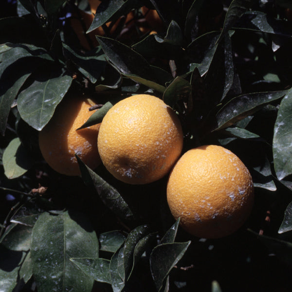 Lima Acidless Sweet Orange Budwood citrus plant material online shopping