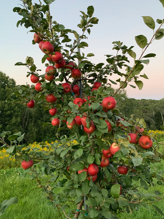 Crimson Crisp® Apple