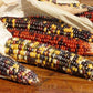Calico Popcorn Corn