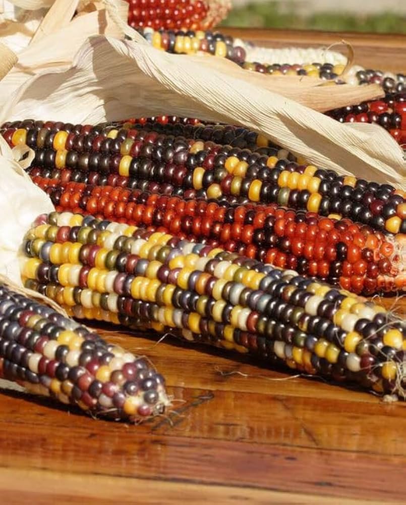 Calico Popcorn Corn