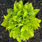 Jiminy Cricket Hosta Plants online shopping