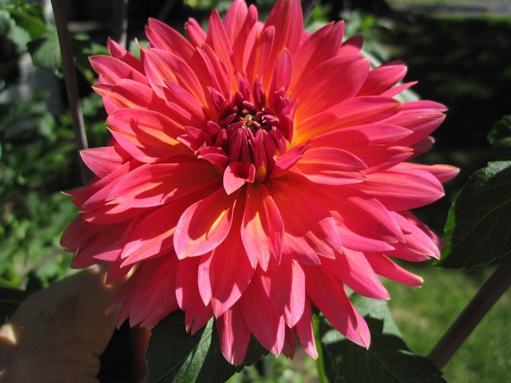 Fire Magic Dahlia