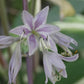 Paradise Red Delight Hosta Plants online shopping
