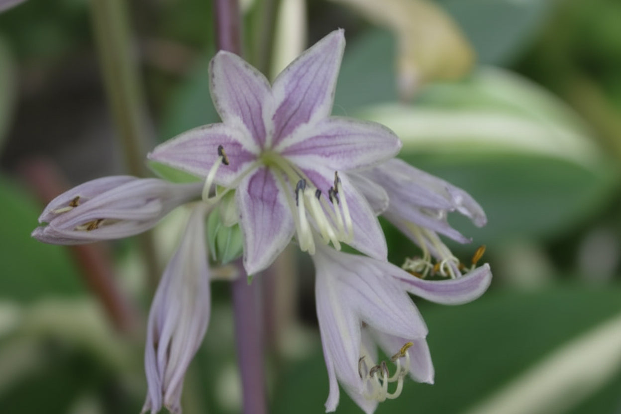 Paradise Red Delight Hosta Plants online shopping