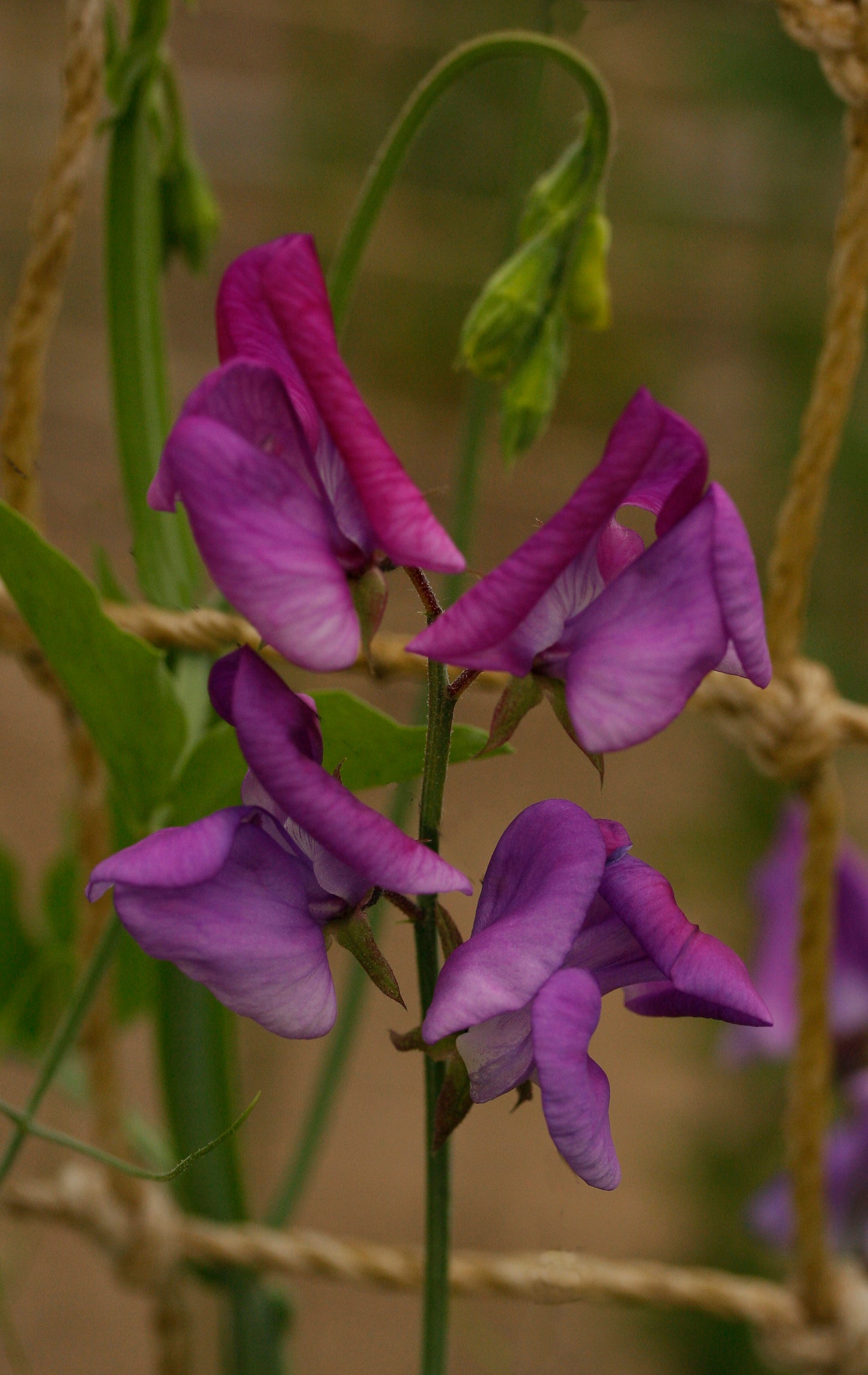 Just Maybe Sweet Pea seeds online shopping