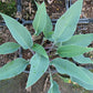 Blue Skin Hosta Plants online shopping