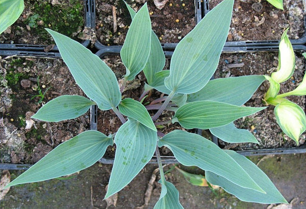 Blue Skin Hosta Plants online shopping