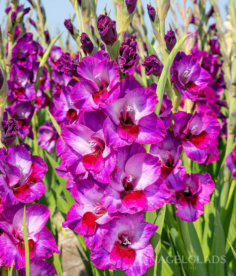 Alfafa Gladiolus Corms