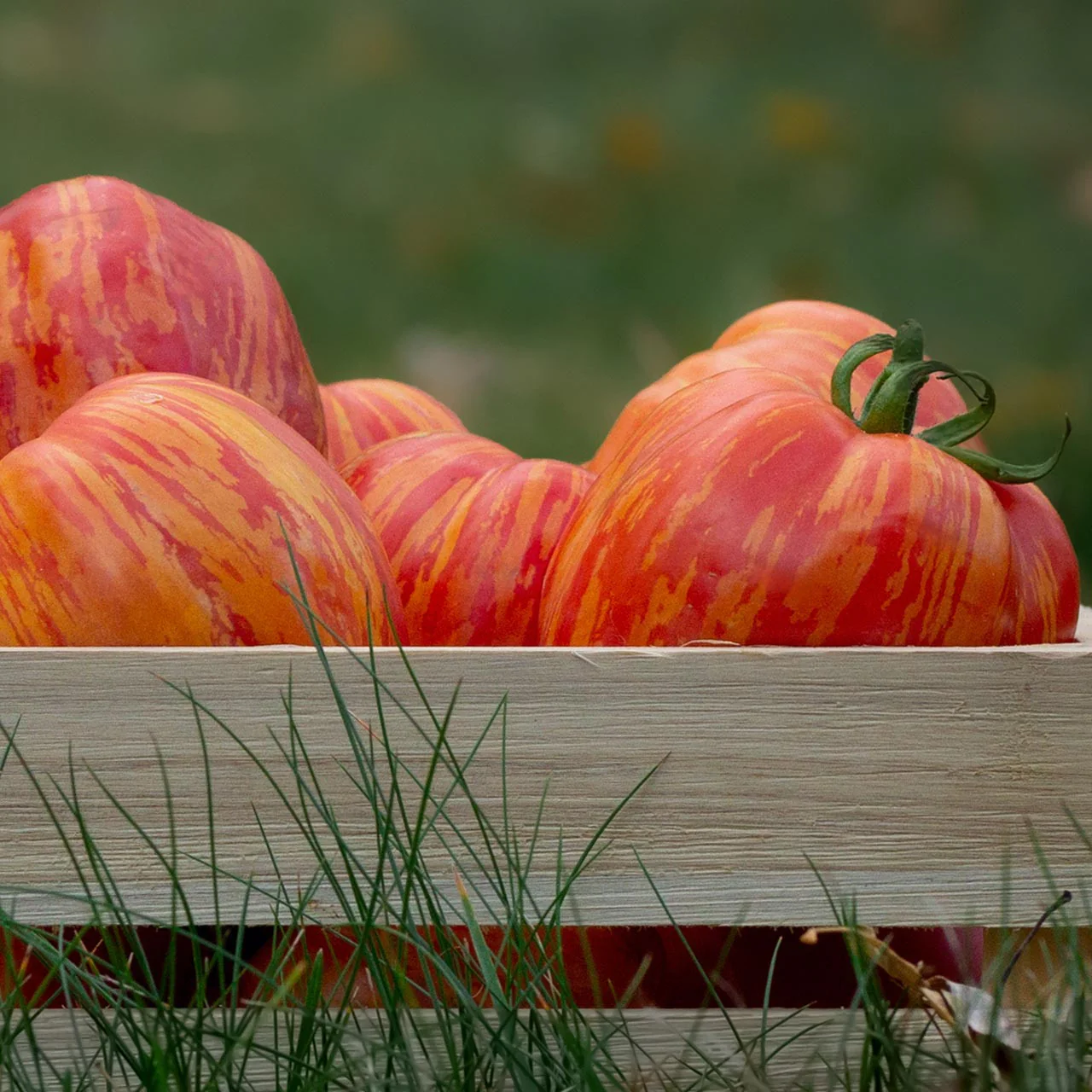 Get Stuffed Organic Tomato
