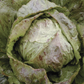 Adige Medio Chicory