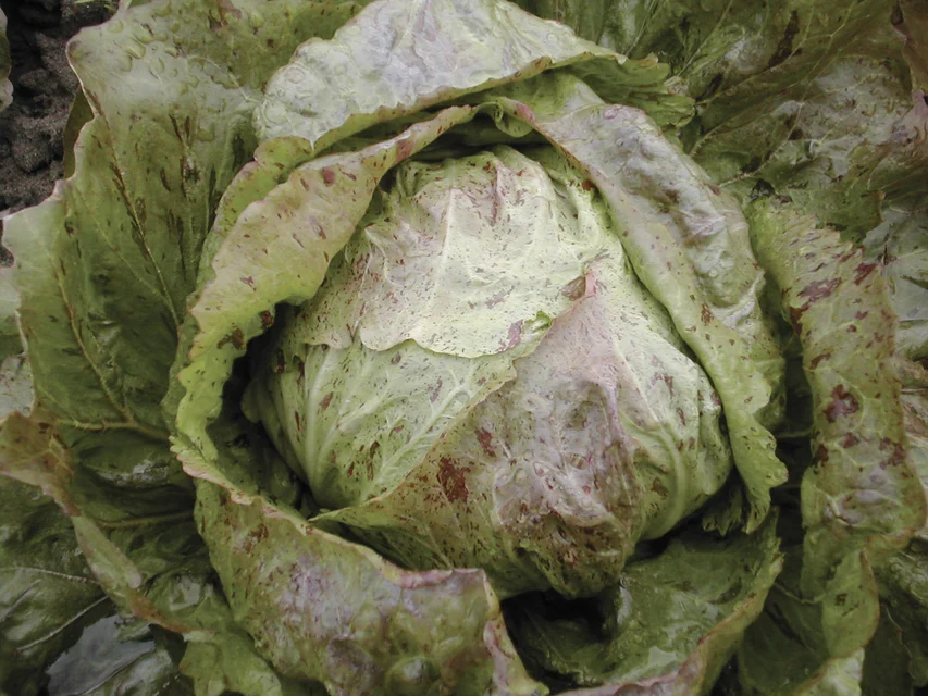Adige Medio Chicory